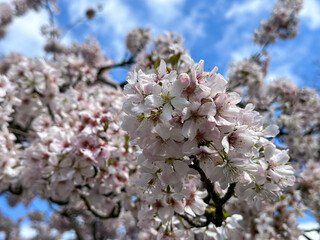 Sakura cherry blossom. Spring is coming blossoming tree cherry, almond, sakura. Beautiful white pink flowers, blooming tree. Beautiful trees in park. Blossoming alley