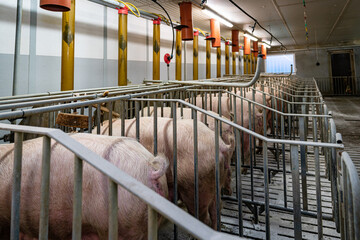 Sauengruppen in einem modernen Deckzentrum in Kastenständen beim fressen, Hygienepulver für die Tiergesundheit wurde eingestreut.