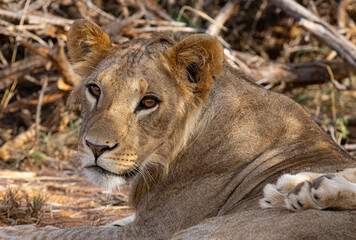 Young male lion in a pride