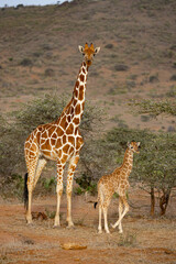 A Young Fawn of Reticulated Giraffe with Adult Female