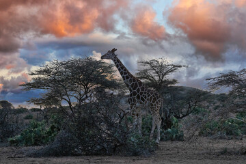Reticulated Giraffe at Sunset in Kenya © Taha
