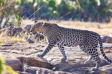 African Leopard in Kenya