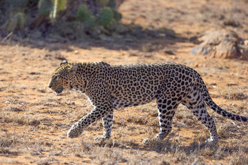 Obraz na płótnie Canvas African Leopard in Kenya