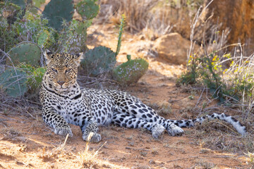 Obraz premium African Leopard in Kenya