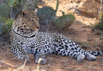 African Leopard in Kenya