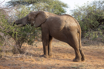 Fototapeta na wymiar African Elephant grazing Acacia Tree