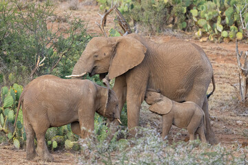 Obraz premium Family of Elephant Juevenile and Baby Nursing