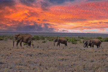Naklejka na ściany i meble Herd of African Elephant in Kenya