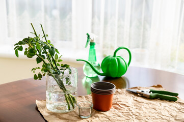 In the room on the table there is a vase in which there are garden rose sprouts. Nearby are garden tools and a pot. 
From a series of photos about plant breeding, seedlings and plant propagation. 