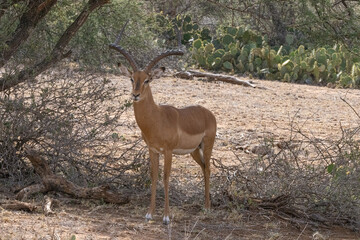 Male Impala Antelope Kenya