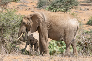 Fototapeta premium Mother and Baby ELephant