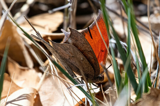 orange butterfly in the grass