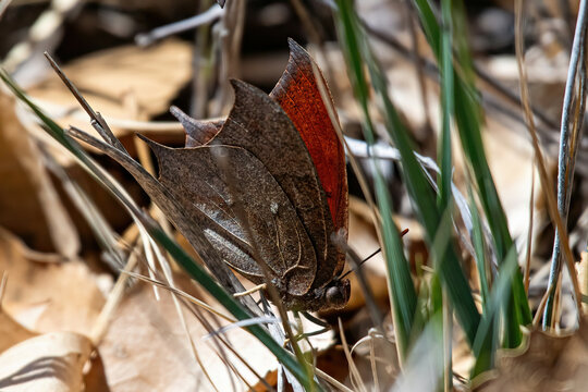 butterfly in the grass