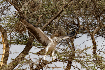 Juevenile Fish Eagle with Mongoose Kill