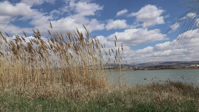 reeds on the bank of lake