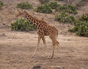 Reticulated Giraffe in Kenya