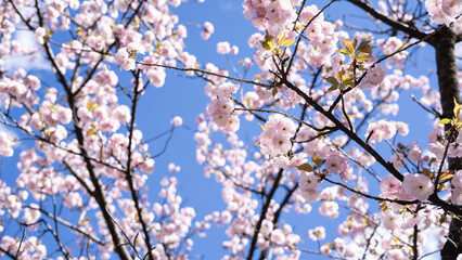 wunderschöne Kirschblüten am Kirschbaum