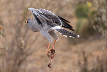 Somali Chanting Goshawk Kenya