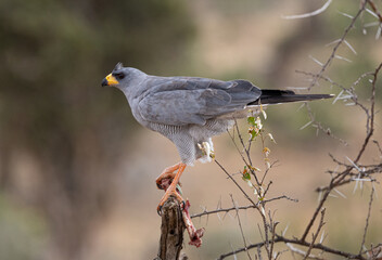 Fototapeta premium Somali Chanting Goshawk Kenya