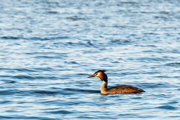 Great crested grebe (Podiceps cristatus)