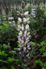 white purple field turmus flowers