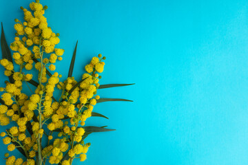 Yellow blooming acacia branch on light blue background. Top view to Mimosa, Acacia pycnantha,...