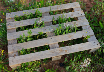 Fototapeta premium wooden tray on green grass with flowers