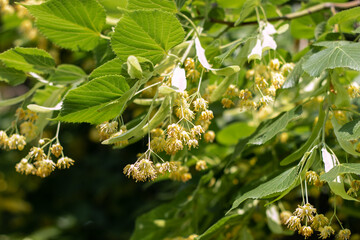 Fototapeta premium Blooming large-leaved linden (Tilia). Flowers of a blossoming linden tree on a blurred background. The concept of natural medicine, medicinal herbal teas, aromatherapy. Soft focus. Close-up.