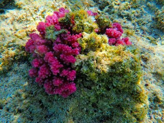 Tropical fish and coral reef near Jaz Maraya, Coraya bay, Marsa Alam, Egypt