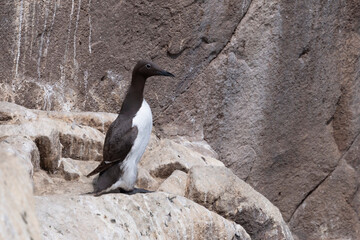 The common murre or common guillemot  with the white ring around the eye (Uria aalge aalge ).