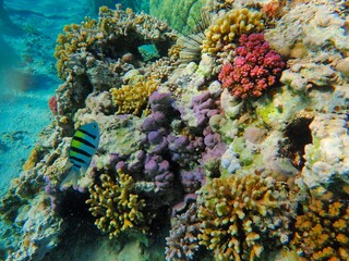 Obraz na płótnie Canvas Tropical fish and coral reef near Jaz Maraya, Coraya bay, Marsa Alam, Egypt