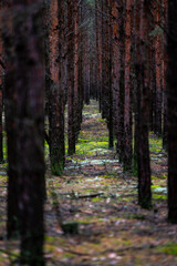 Sosnowy las pod Zieloną Górą / Pine forest near Zielona Góra - obrazy, fototapety, plakaty