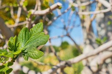 green leaf of a fig tree against a blue sky and branches with young spring leaves, an idea for a postcard or background. Spring break in the Aegean