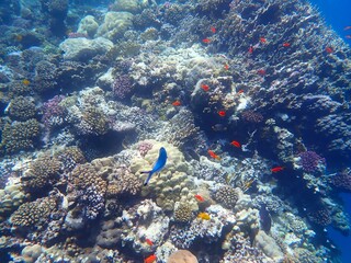 Tropical fish and coral reef near Jaz Maraya, Coraya bay, Marsa Alam, Egypt