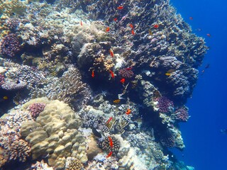 Tropical fish and coral reef near Jaz Maraya, Coraya bay, Marsa Alam, Egypt