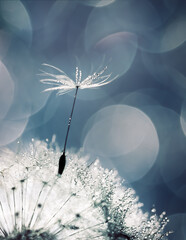 white fluffy dandelion in water droplets on a blue background, defocused light, bokeh
