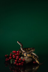 Baby ball python lifted its head near the red berries on a dark green background. Beautiful photo of a snake in the studio. Exotic pet portrait. High quality vertical photo of Pastel ball python