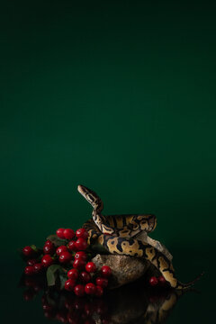 Baby ball python lifted its head near the red berries on a dark green background. Beautiful photo of a snake in the studio. Exotic pet portrait. High quality vertical photo of Pastel ball python