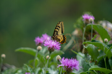 view of the butterfly machaon