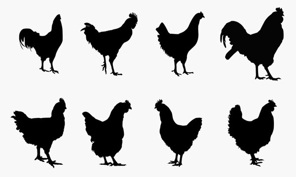 set of chicken silhouettes