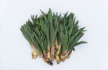 Top of view of the edible local herbs. Called ciris or Gulik or kirkis or Asphodelus. It is a weed that grows especially in the eastern and southeastern regions of Turkey. 