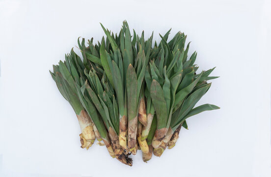 Top of view of the edible local herbs. Called ciris or Gulik or kirkis or Asphodelus. It is a weed that grows especially in the eastern and southeastern regions of Turkey. 
