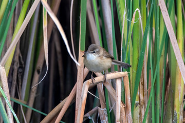 Paddyfield warbler or Acrocephalus agricola observed at Nalsarovar in Gujarat