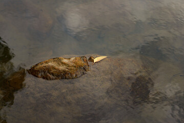 Tropical rocky river bed 