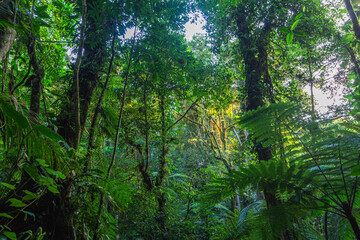 Dense vegetation of the Brazilian Atlantic Forest
