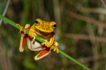 Small amphibian found in environments of Atlantic forest in Brazil