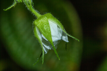 Spring and the blossoming of flowers in the vegetation of Brazil