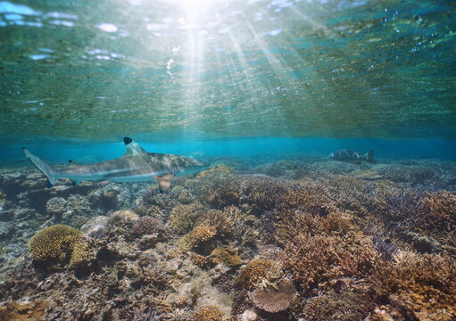 Sunlight under water surface on a coral reef with a blacktip reef shark, Pacific ocean, New Caledonia, Oceania