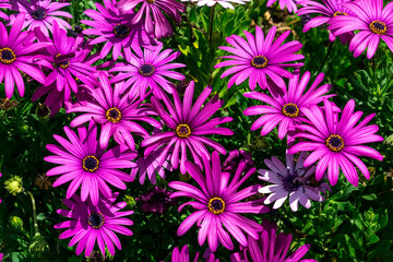 Pink and purple daisy flowers (Bellis perennis) blooming in spring with beautiful green background 