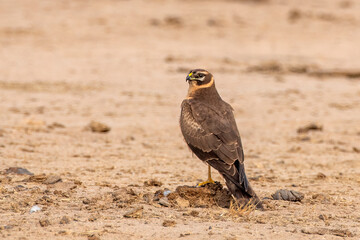 Female Pallid harrier or Circus macrourus observed near Nalsarovar in Gujarat